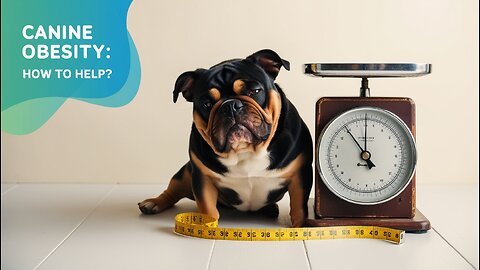 Obese Dog: Understand the Risks and Learn How to Help Your Dog Lose Weight.