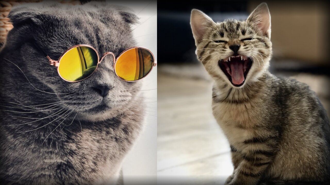 Cute cat funny videos