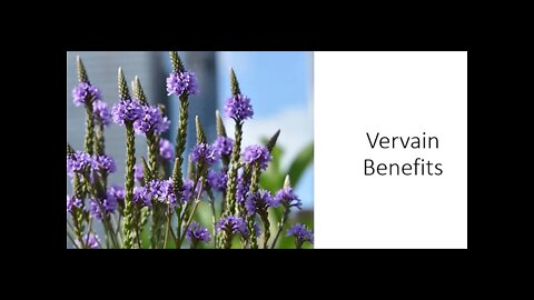 Vervain - Verbena officinalis - Health Benefits