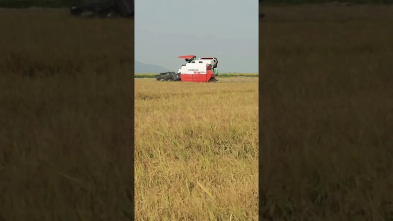 Harvesting rice in Cambodia 🇰🇭