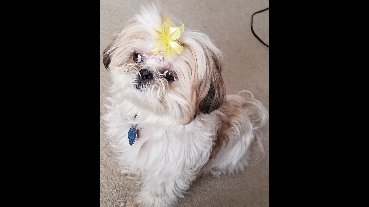 Rosie The Shihtzu Looking Her Cutest