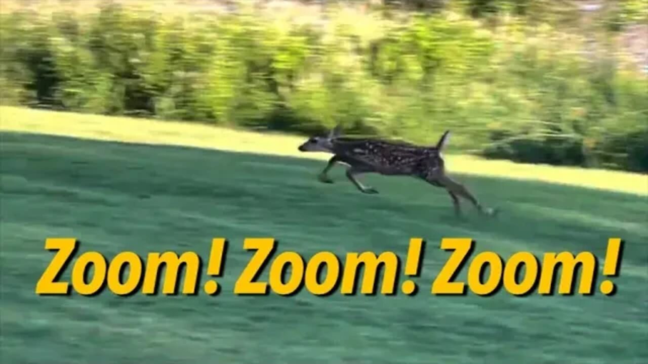 Little Whitey Zoomies! Baby Deer Taking Over! July 8th