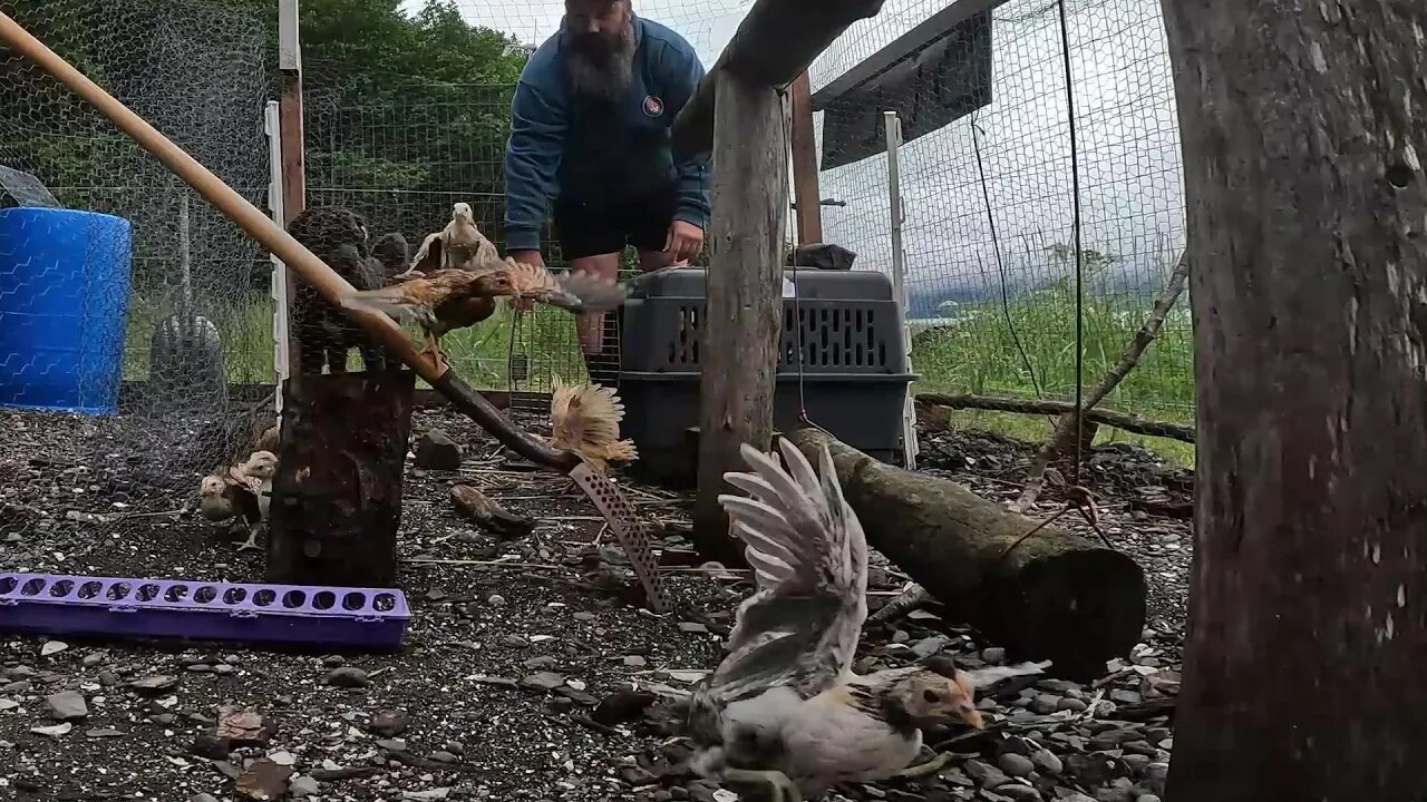 Prepping the area for the sawmill and my son and his wife arrive to the Alaska homestead