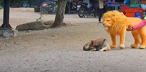 Troll Prank Dog Funny fake Lion and Fake Tiger Prank To dog Huge Box Prank to dog