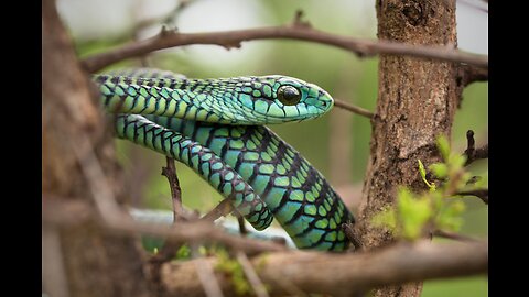 The venomous snakes of Africa - SAVANNAS, Boomslang, Rinkhals, spitting cobras, Black mamba