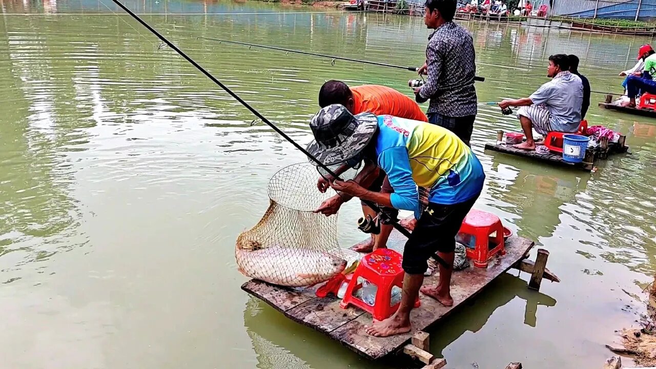 টিকেটকেটে বড় মাছ ধরার প্রতিযোগিতা 🐳Big fish catching in village fishing competition🐋