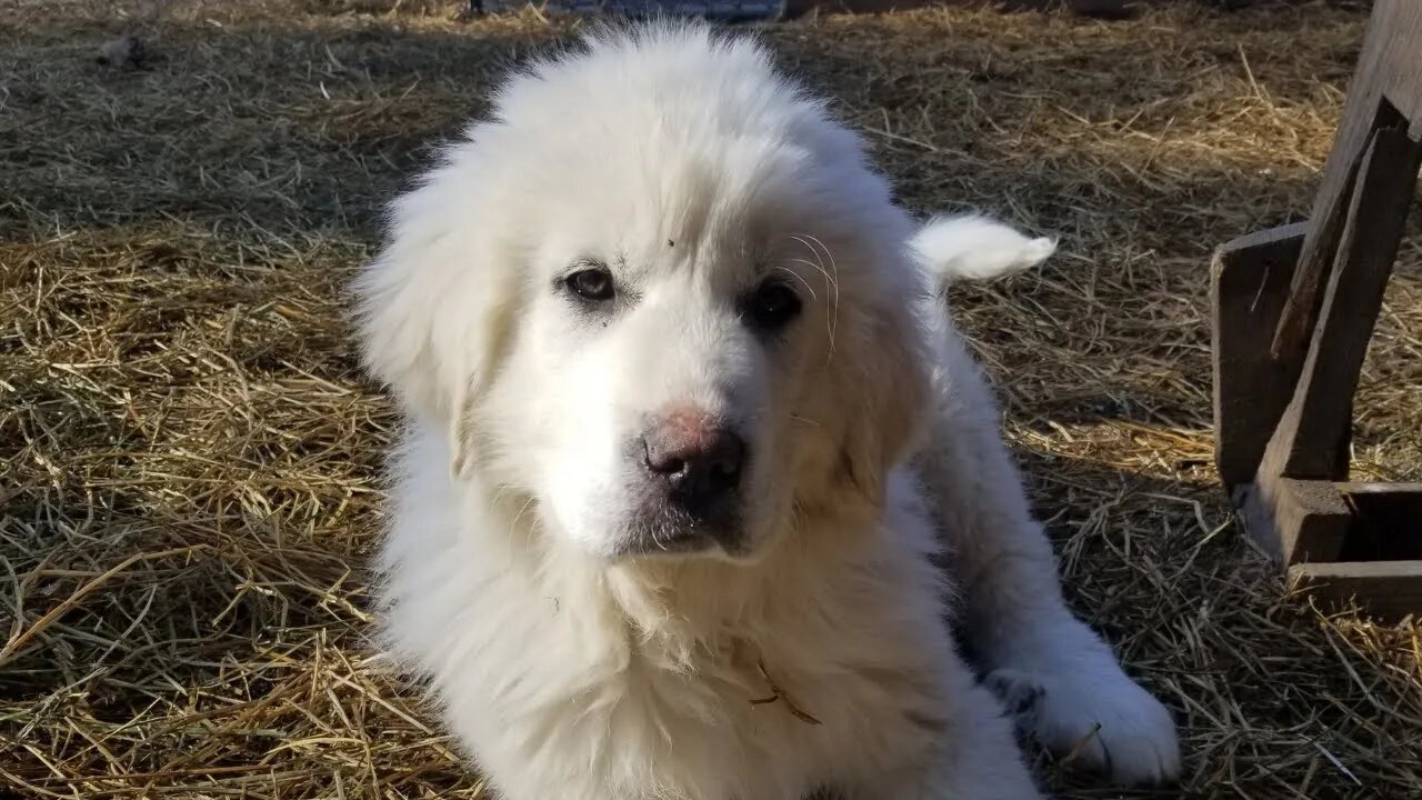 Ferocious Farm Dogs! #dog #farmdogs #puppy #animals #cute #farm #homesteading #funny #guarddog