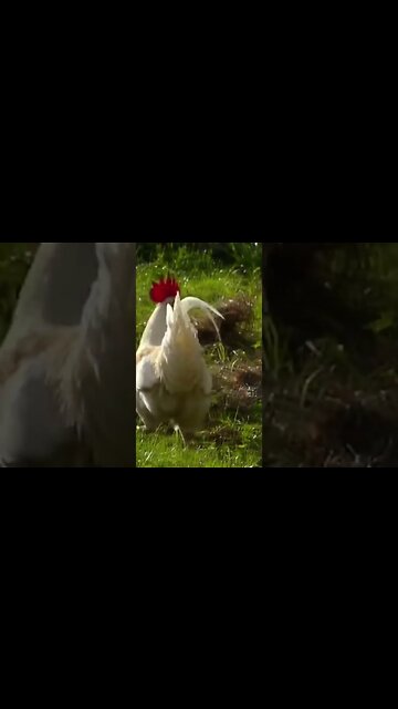 Vídeo de ANIMAIS FOFOS - Animais engraçados 2021 #shorts