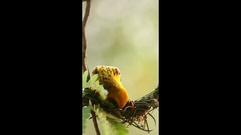 engineer bird