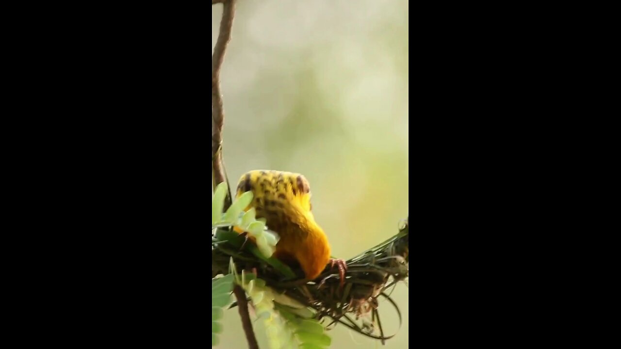 engineer bird