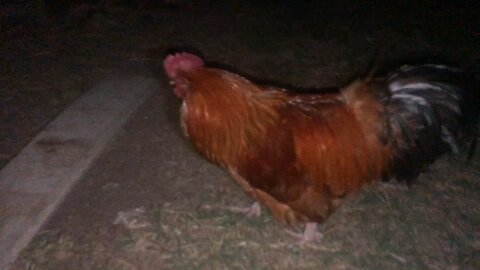 Roosters