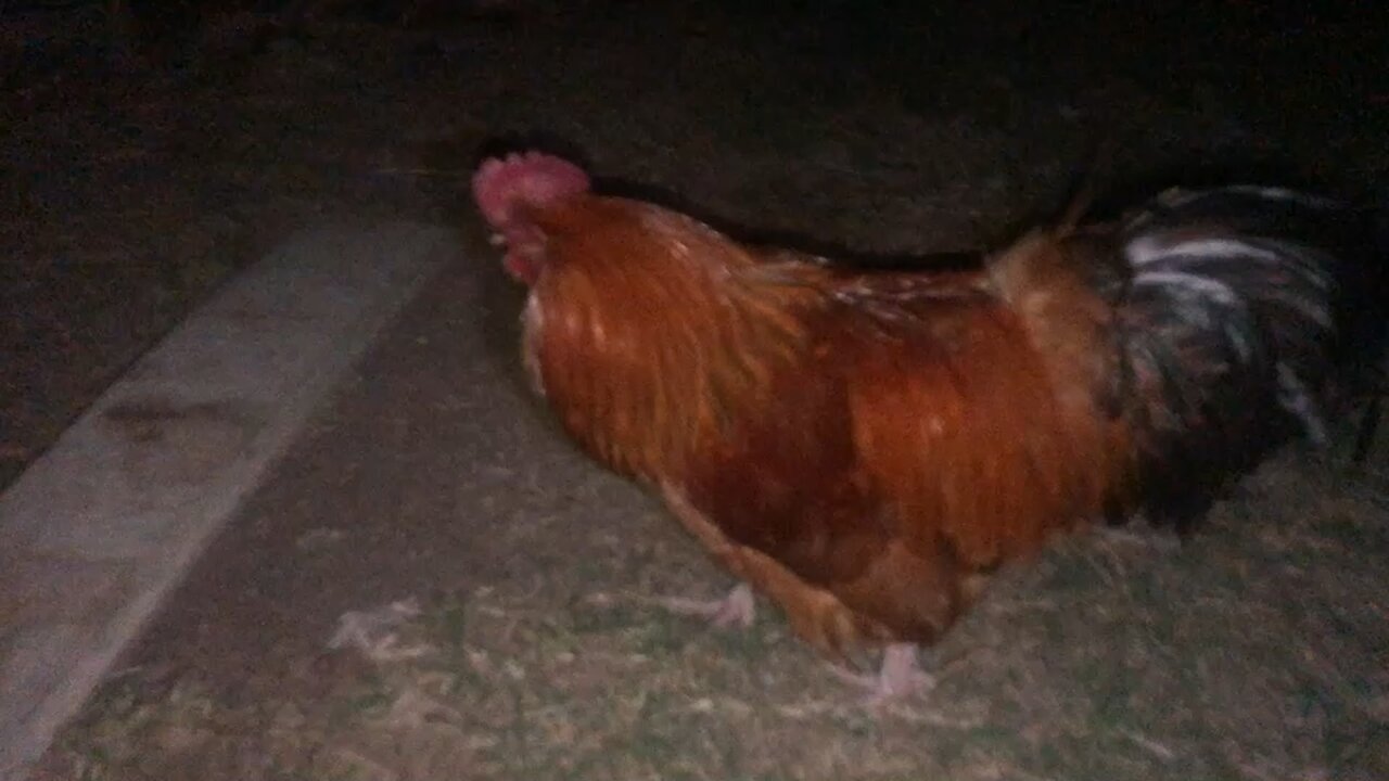 Roosters