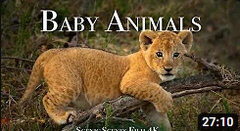 Baby Animals 4K - Amazing World Of Young Animals | Scenic Relaxation Film