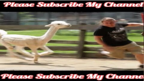 Funny Animals Scarring And Chasing People 2023 Compilation