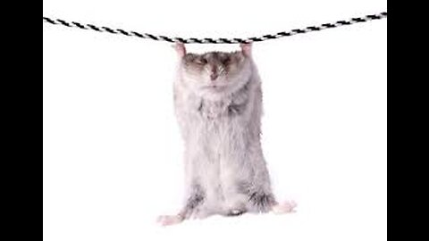 BEST KITTY COMPILATION THAT ARE TO DIE FOR (N6 NEW!!!!!)