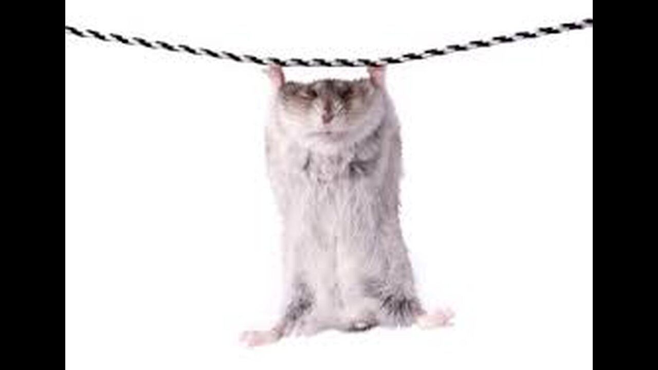 BEST KITTY COMPILATION THAT ARE TO DIE FOR (N6 NEW!!!!!)