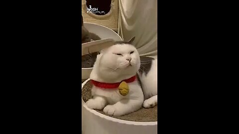 That Dancing Cat 🤣🤣