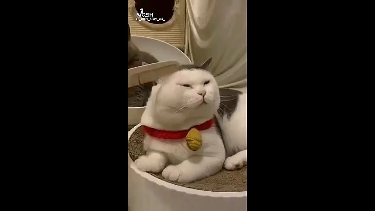 That Dancing Cat 🤣🤣