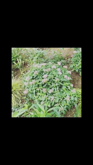 꽃 서울식물원 마곡