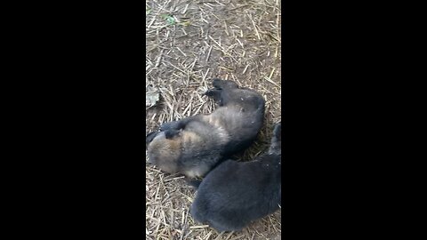 GSD puppies