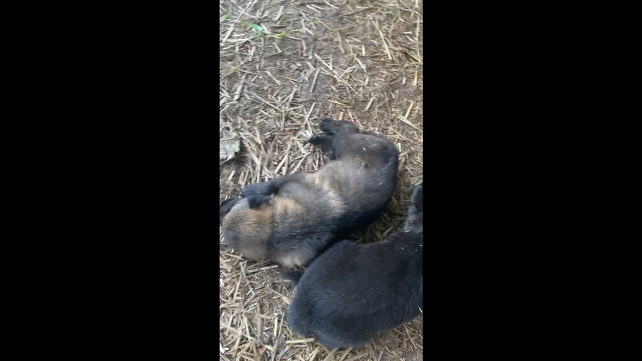 GSD puppies