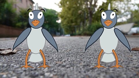 Pigeon dancing