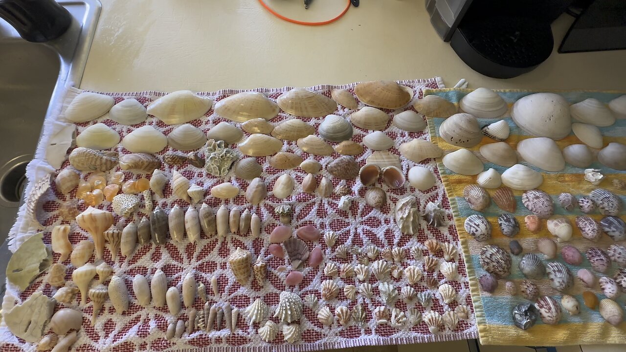 Beach Finds 7/18/2023 Bagged and Tagged #Seashells #Shelling #MarcoIsland #SouthMarcoBeach #4K