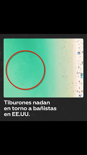 Tiburones rodean a u un grupo de bañistas en una playa en EE.UU.