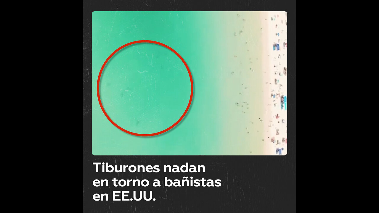 Tiburones rodean a u un grupo de bañistas en una playa en EE.UU.