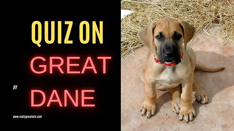 Quiz on Great Dane