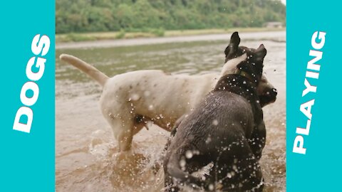 Dogs playing in the water