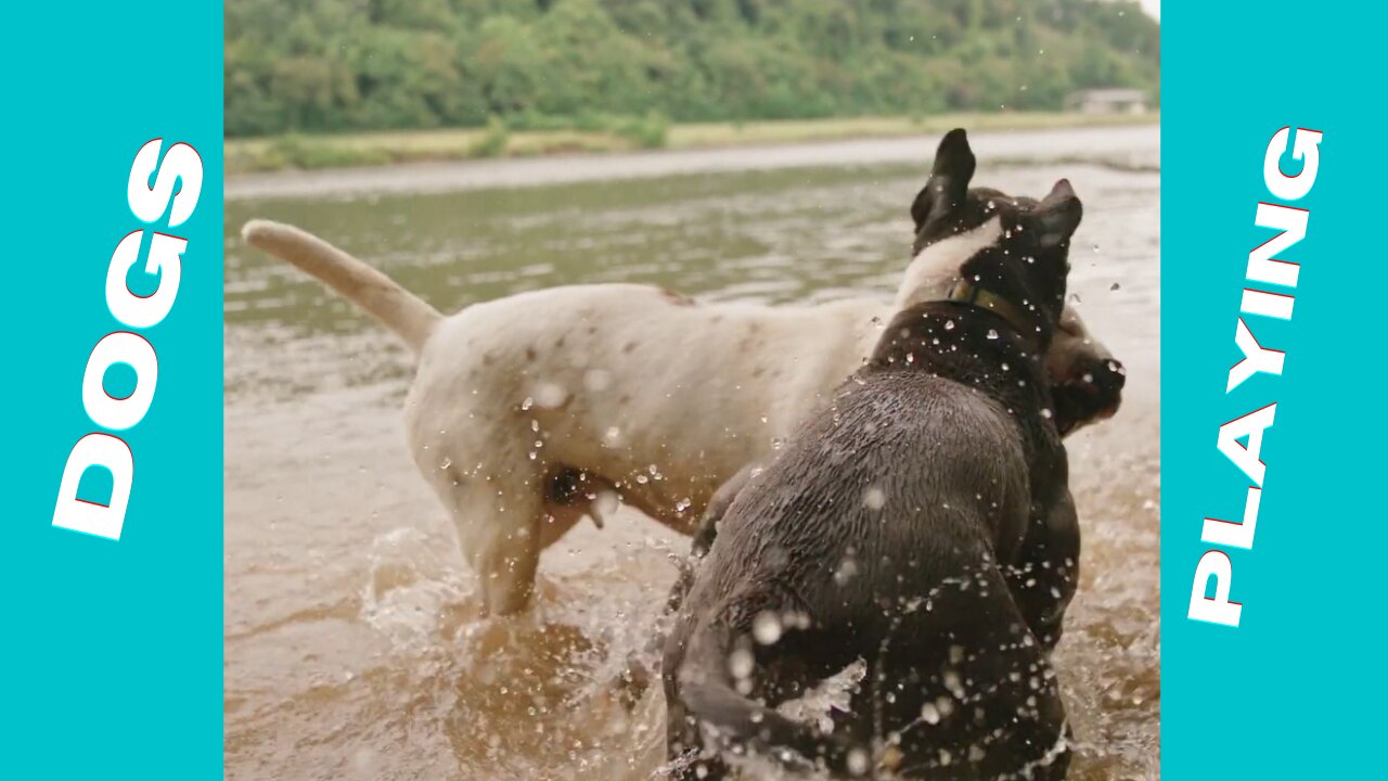 Dogs playing in the water