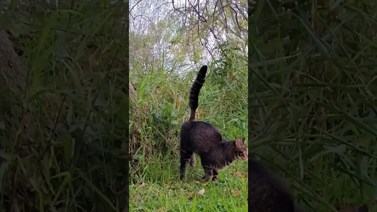 Cat Secures Border