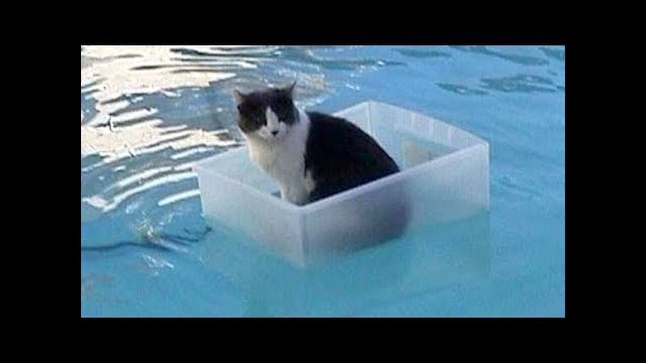 CATS will make you LAUGH YOUR HEAD OFF - Funny CAT compilation