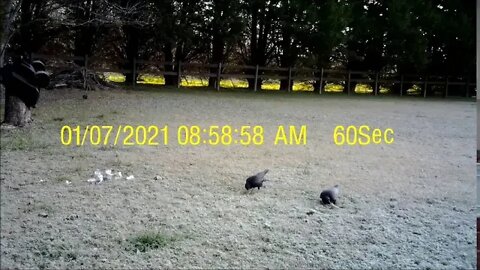 Crows on a hambone part 2
