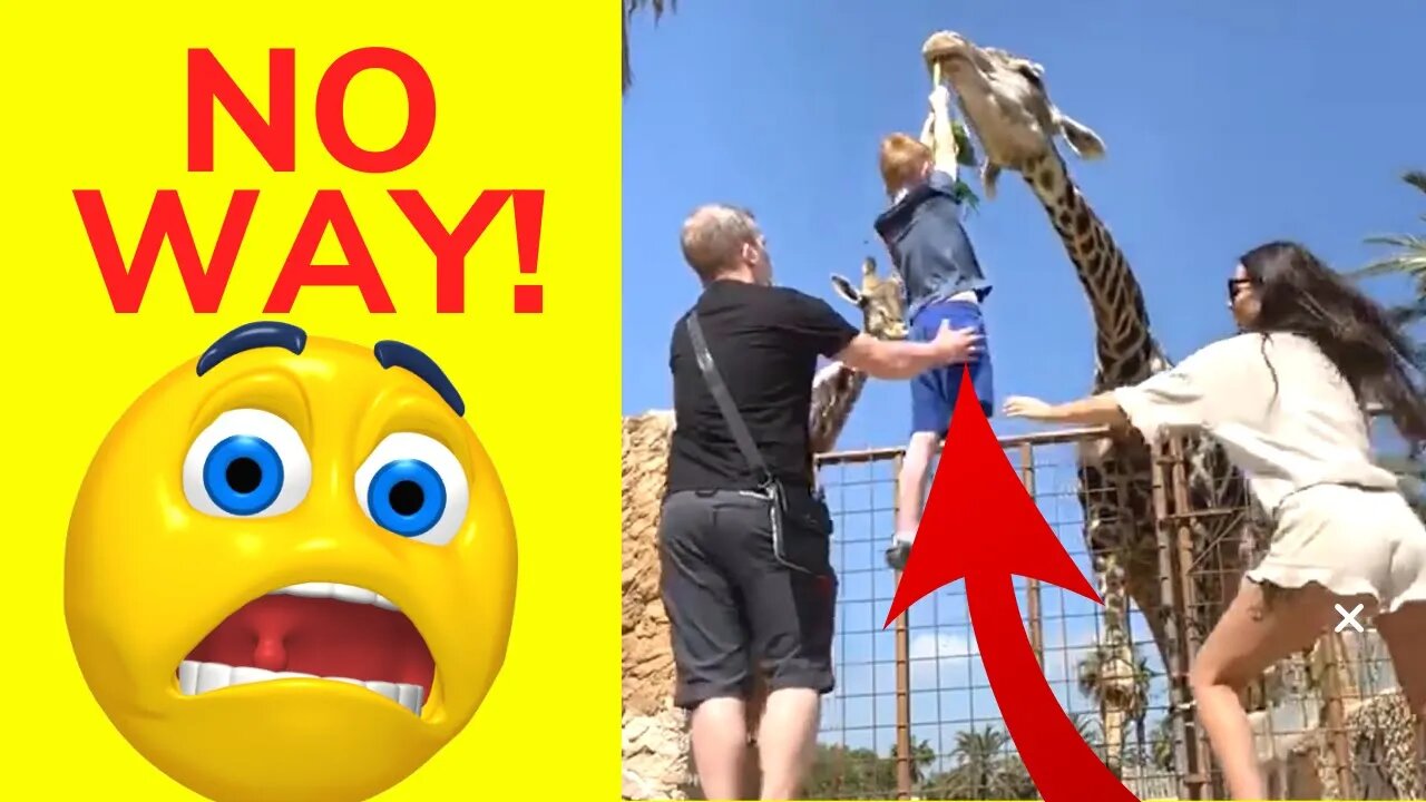 This Giraffe ALMOST ate the KID - Daily Dose of Funny Animals