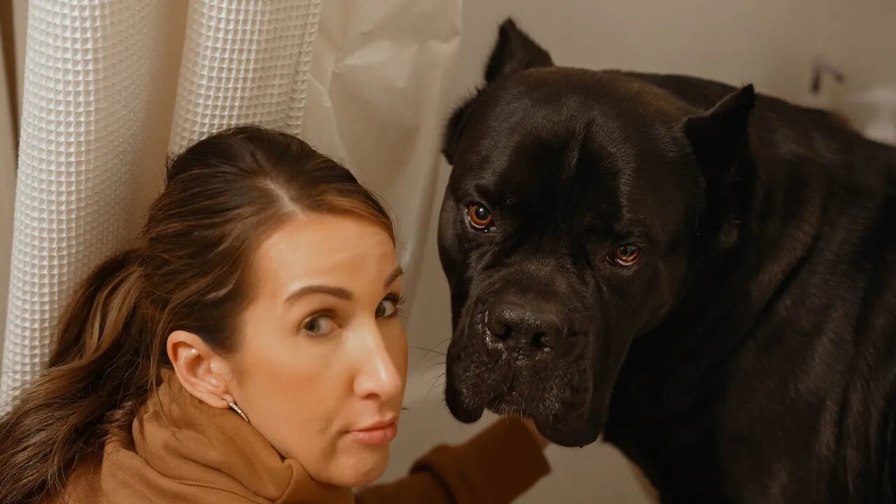 Cane Corso Gets Bath RAW Home Footage