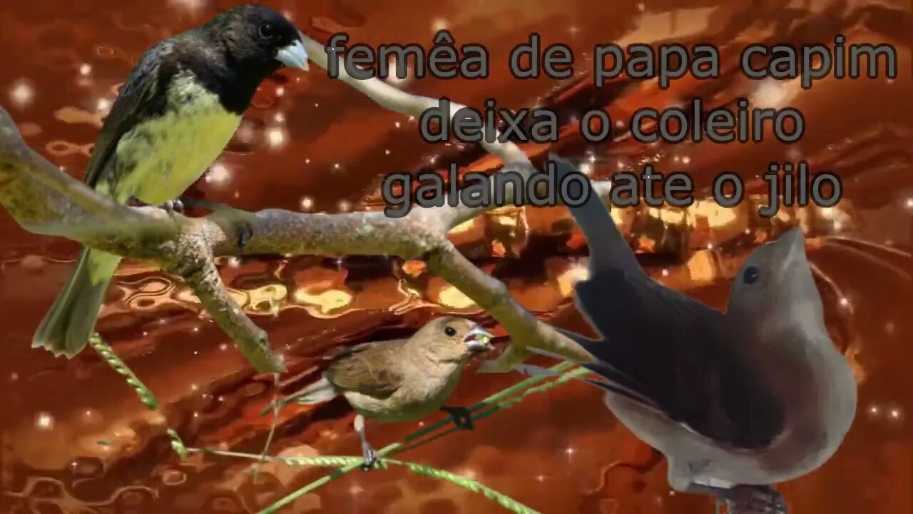 fêmea de papa capim deixa o coleiro galando ate o jiló