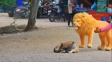 Troll prank dog funny & fake lion