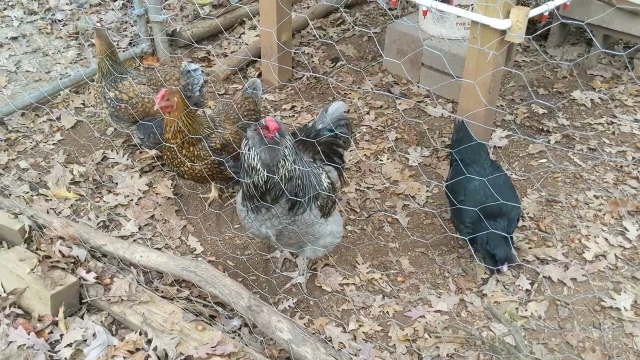 30 Seconds of Chickens #43, Celebrating a New Egg