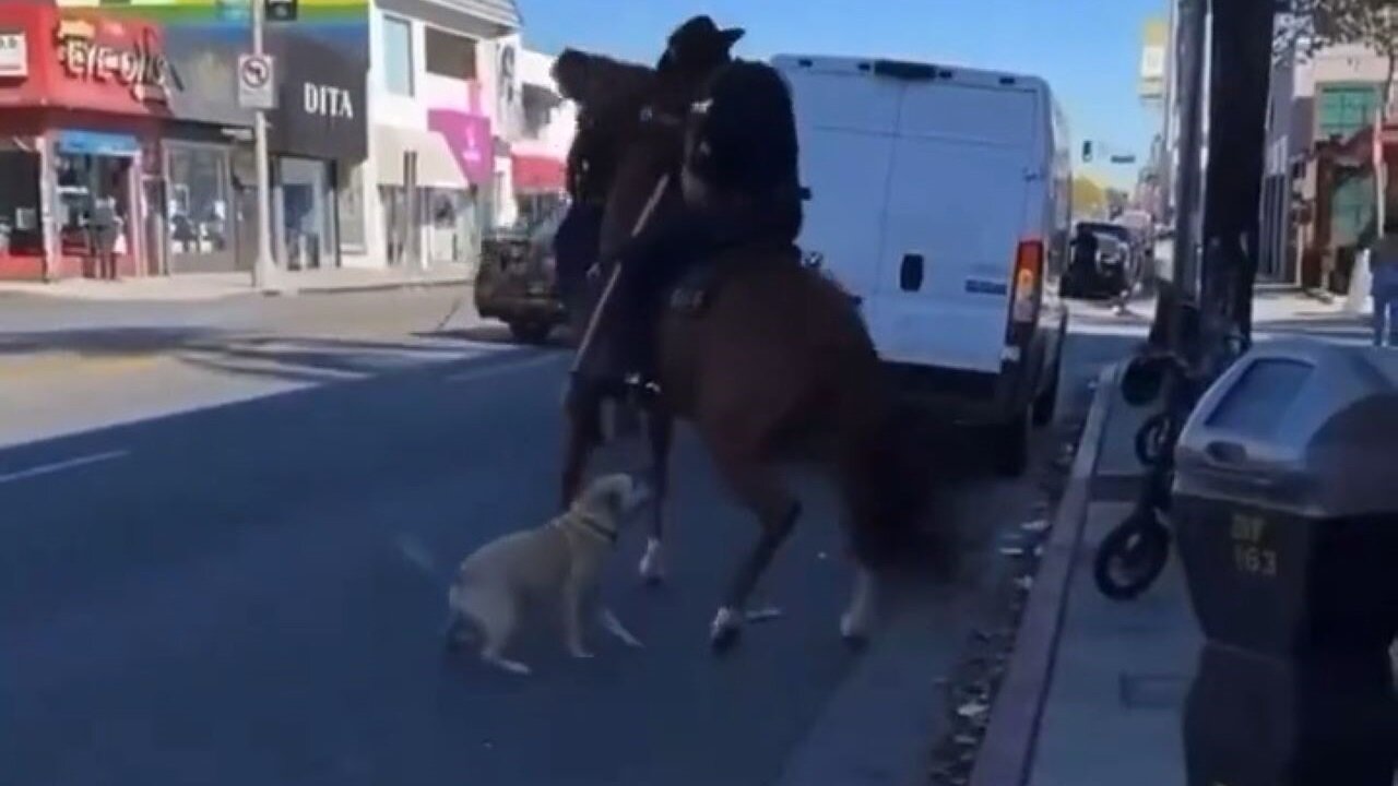 Dog Off Its Leash Attacks Police Horse With Cop Riding It In Los Angeles