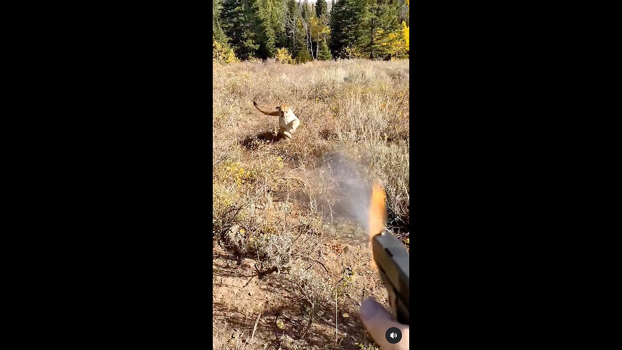 Mountain Lion stalks elk hunter in Idaho. Saved by Glock27 warning shots.