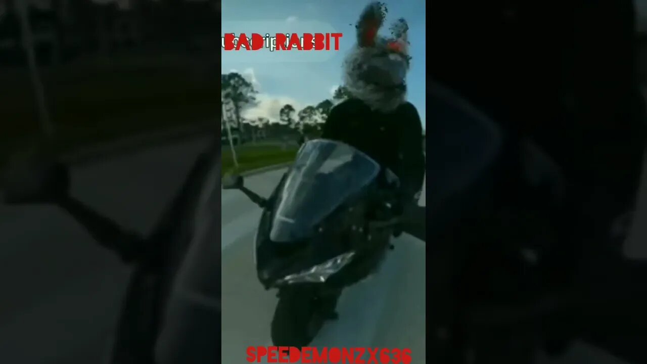 BAD Rabbit Kawasaki ZX6R SPEEDEMONZX636 "OH YOU HAVING a BAD DAY...🙄🤣😛" #shorts #funny #motorcycle