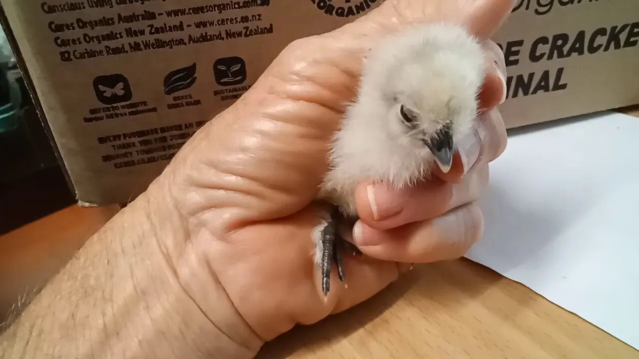 Silkie chick ( Video 2 )