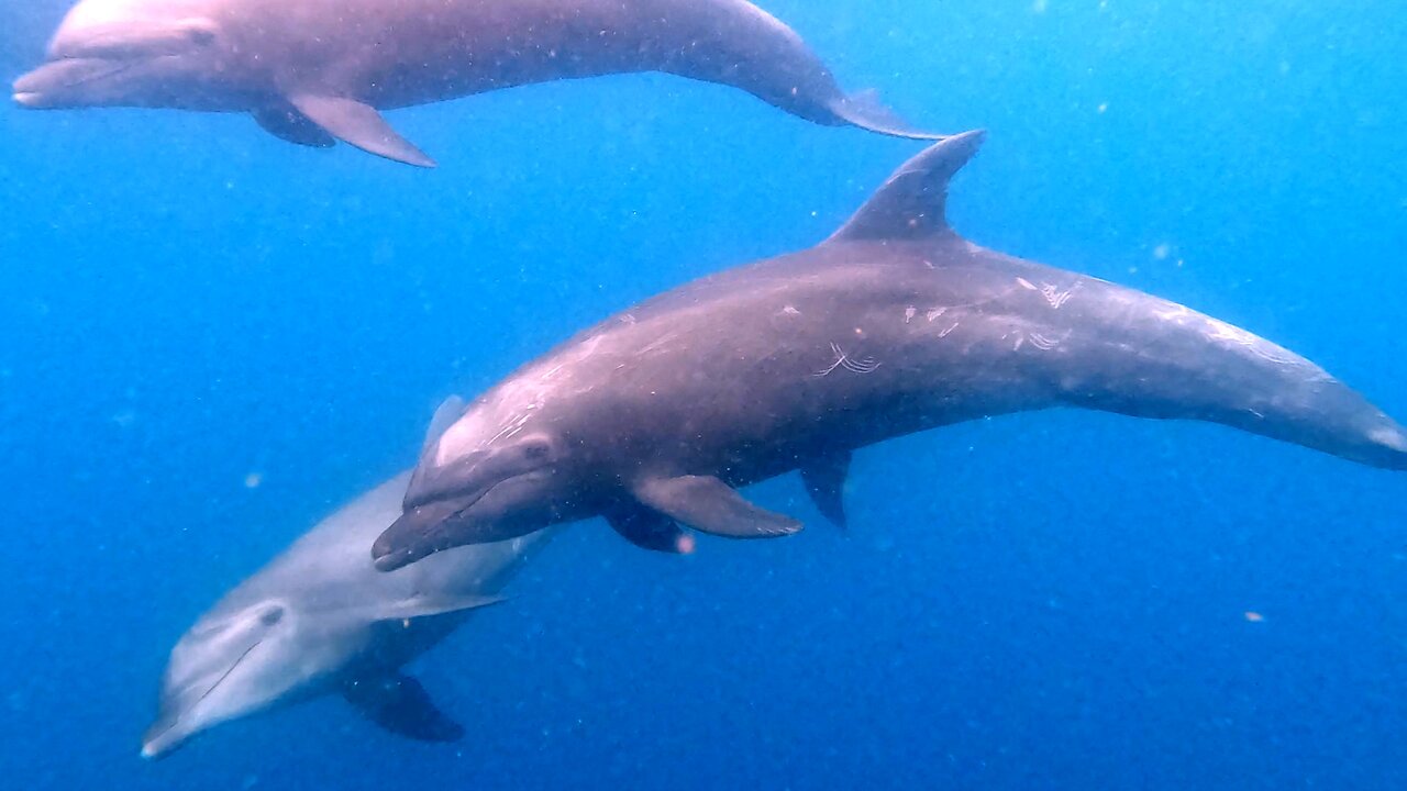 Curious Dolphins Come Close to Inspect Scuba Diver