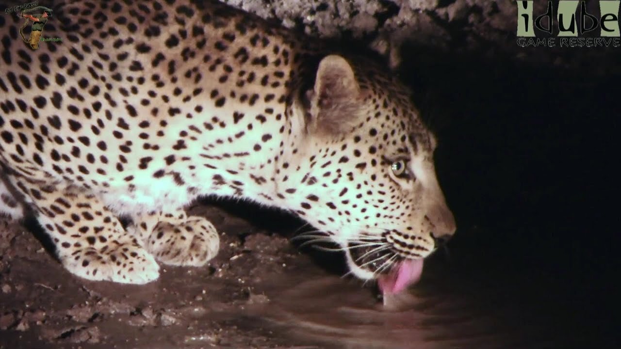 Leopard Drinking At Night