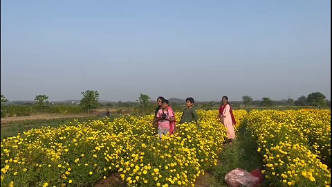 beautiful garden