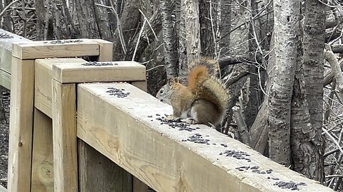 Red-Tailed Squirrel having seeds