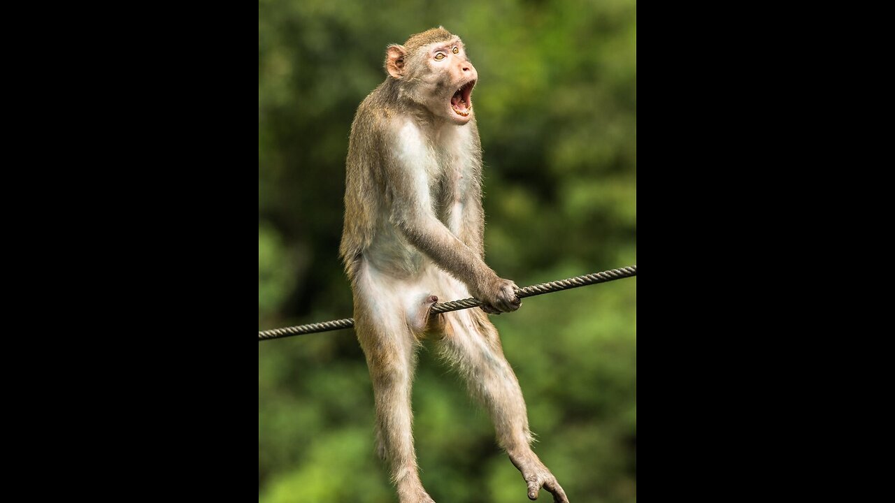 Funny monkey