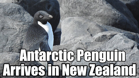 Penguin from Antarctica🐧 ends up on New Zealand Coast🌊